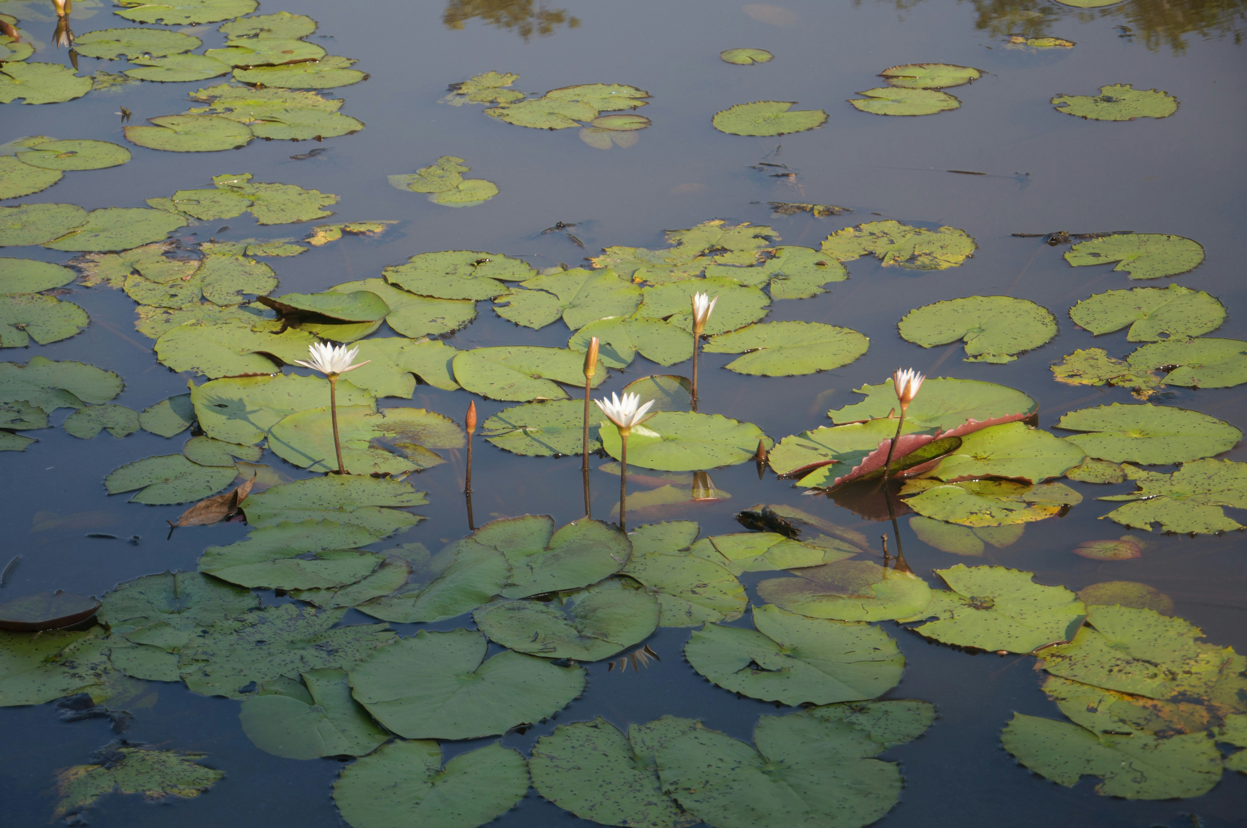 Photo by yanukadeneth99