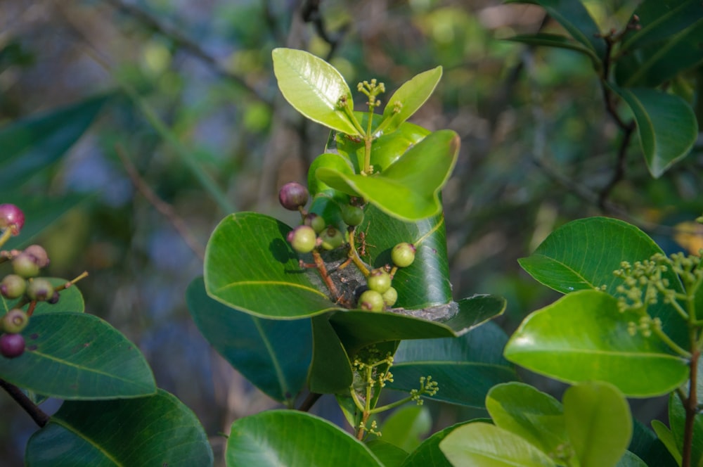 a close up of leaves and berries on a tree