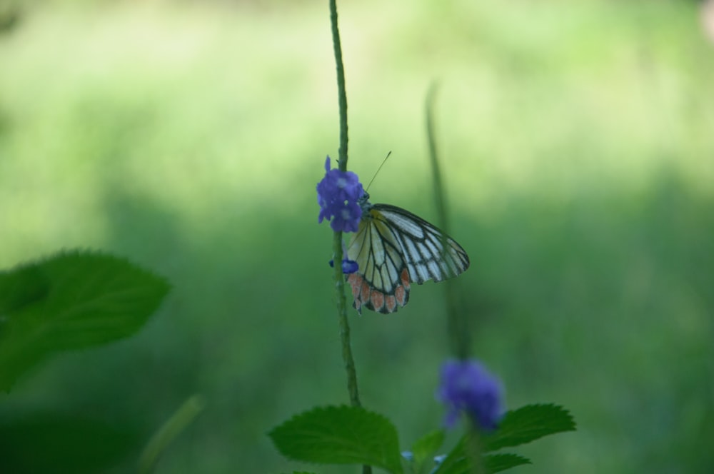 a butterfly that is sitting on a flower