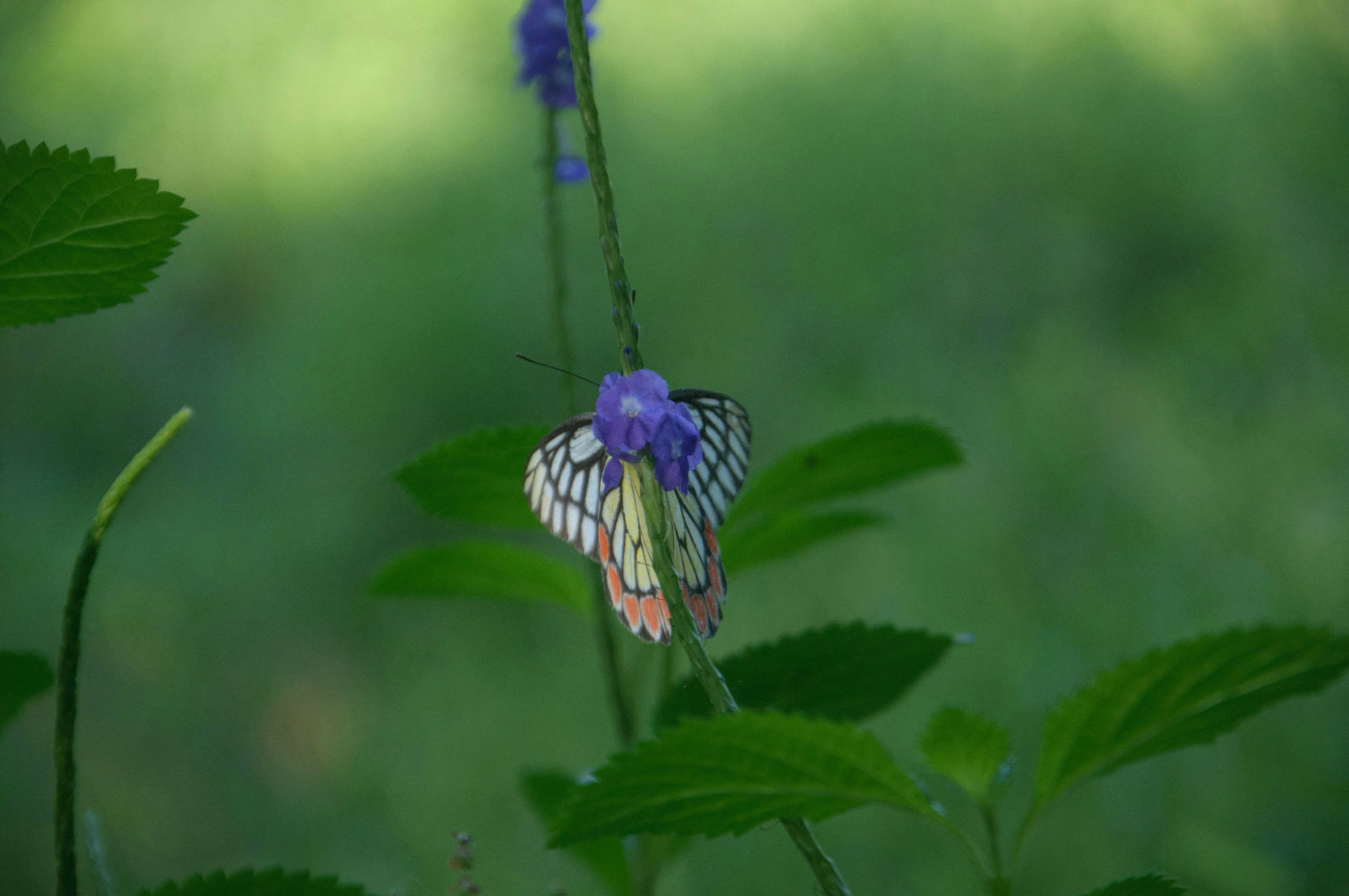 Photo by yanukadeneth99