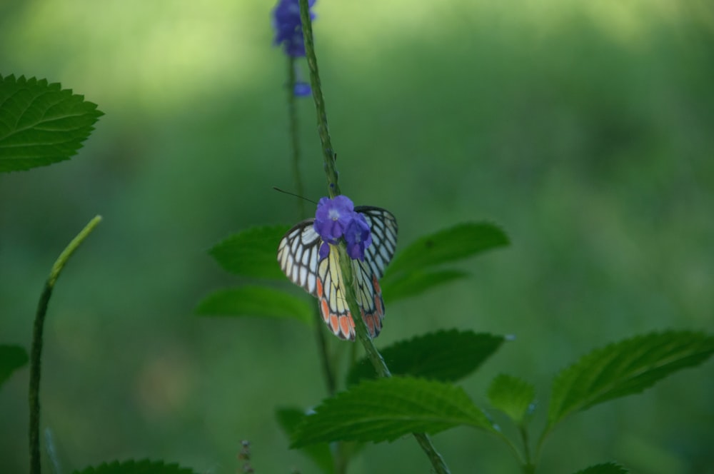 a butterfly sitting on top of a purple flower