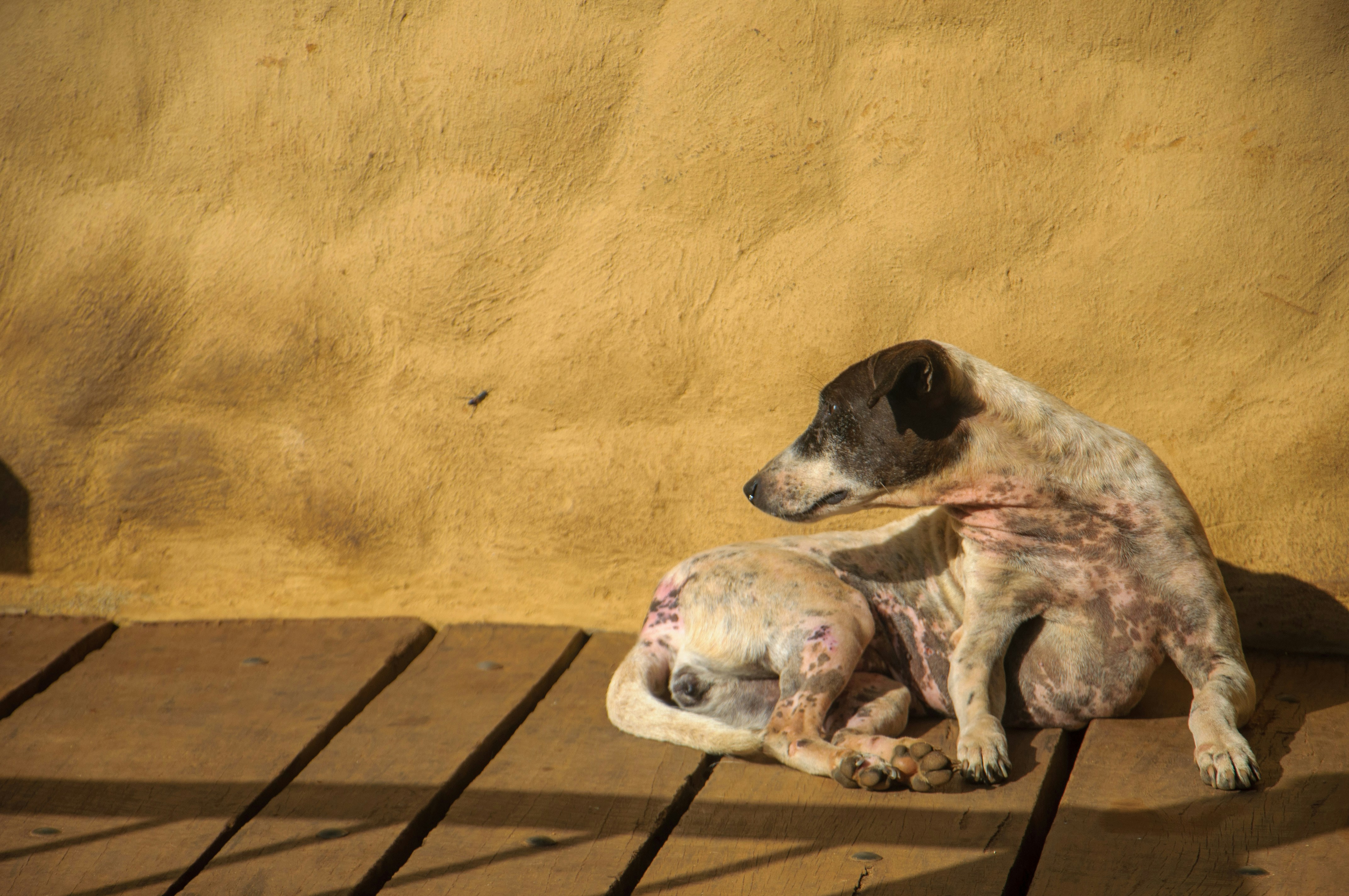 a dog that is laying down on a wooden floor