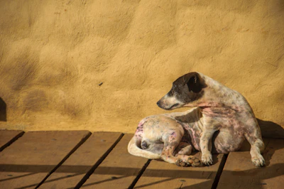 a dog that is laying down on a wooden floor