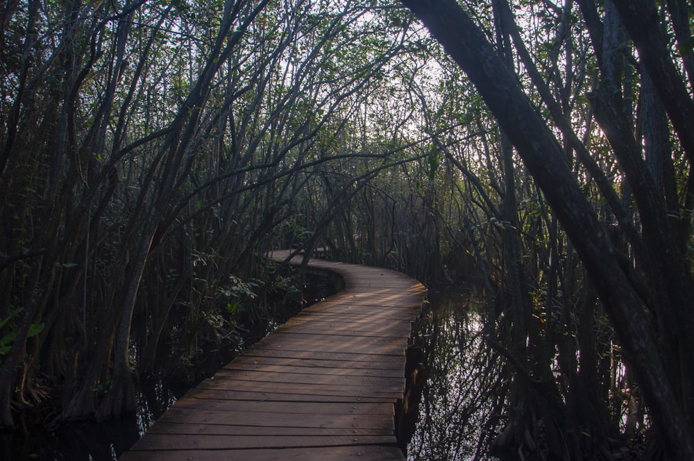 a wooden walkway through a swampy area with trees