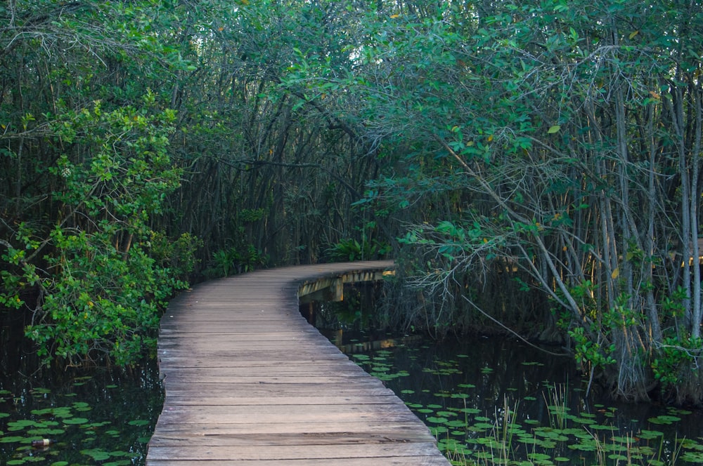 a wooden walkway through a swampy area with water lilies