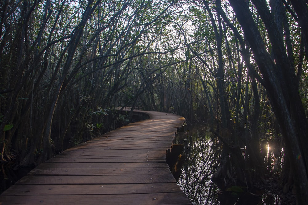 a wooden walkway through a swampy area with trees