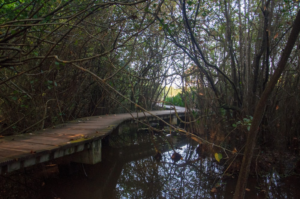 a wooden bridge over a small creek in a forest