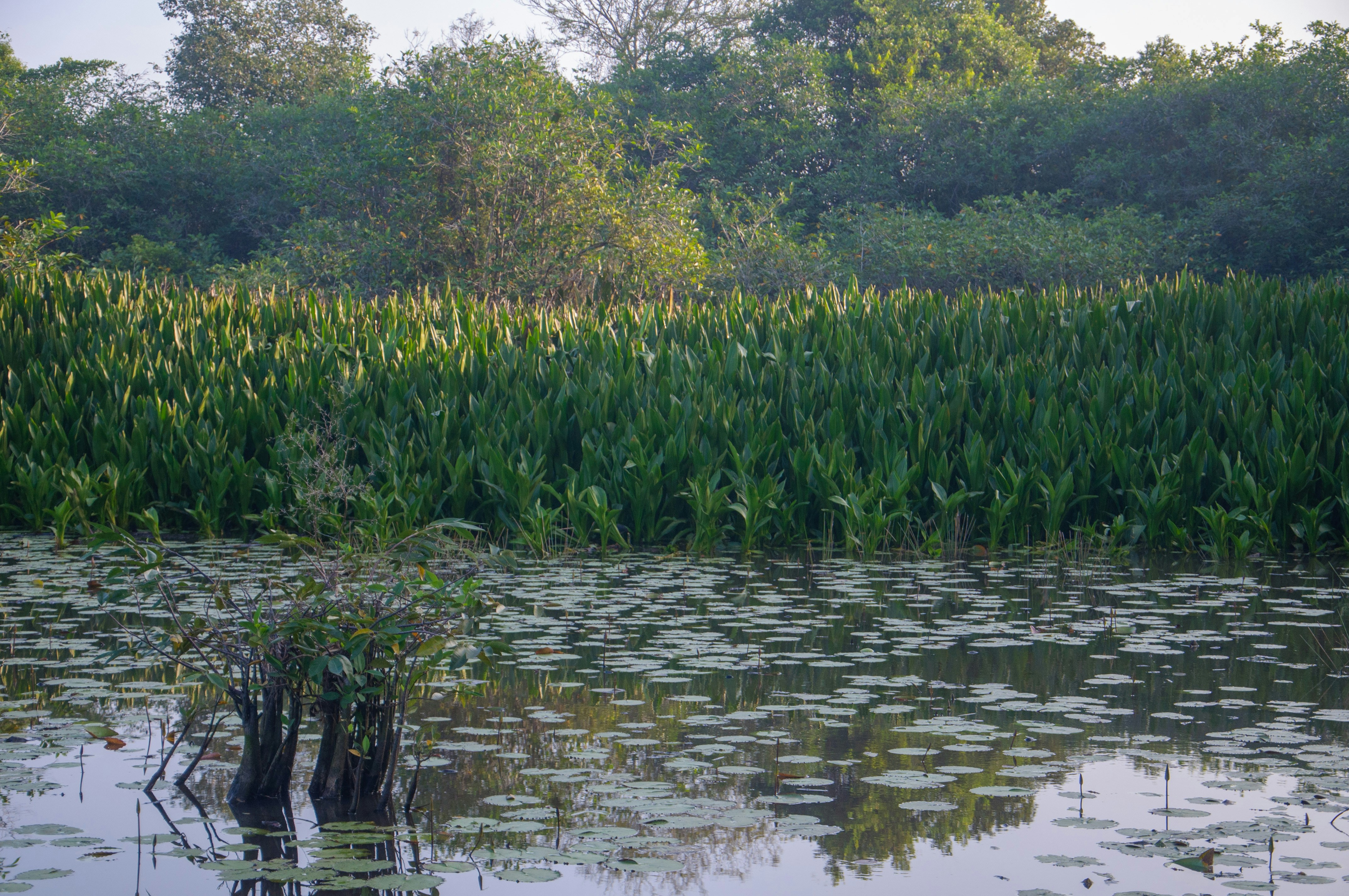 Photo by yanukadeneth99