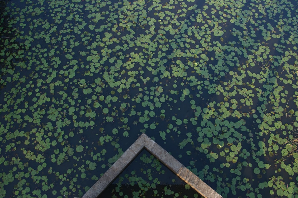 a boat floating on top of a body of water filled with green plants