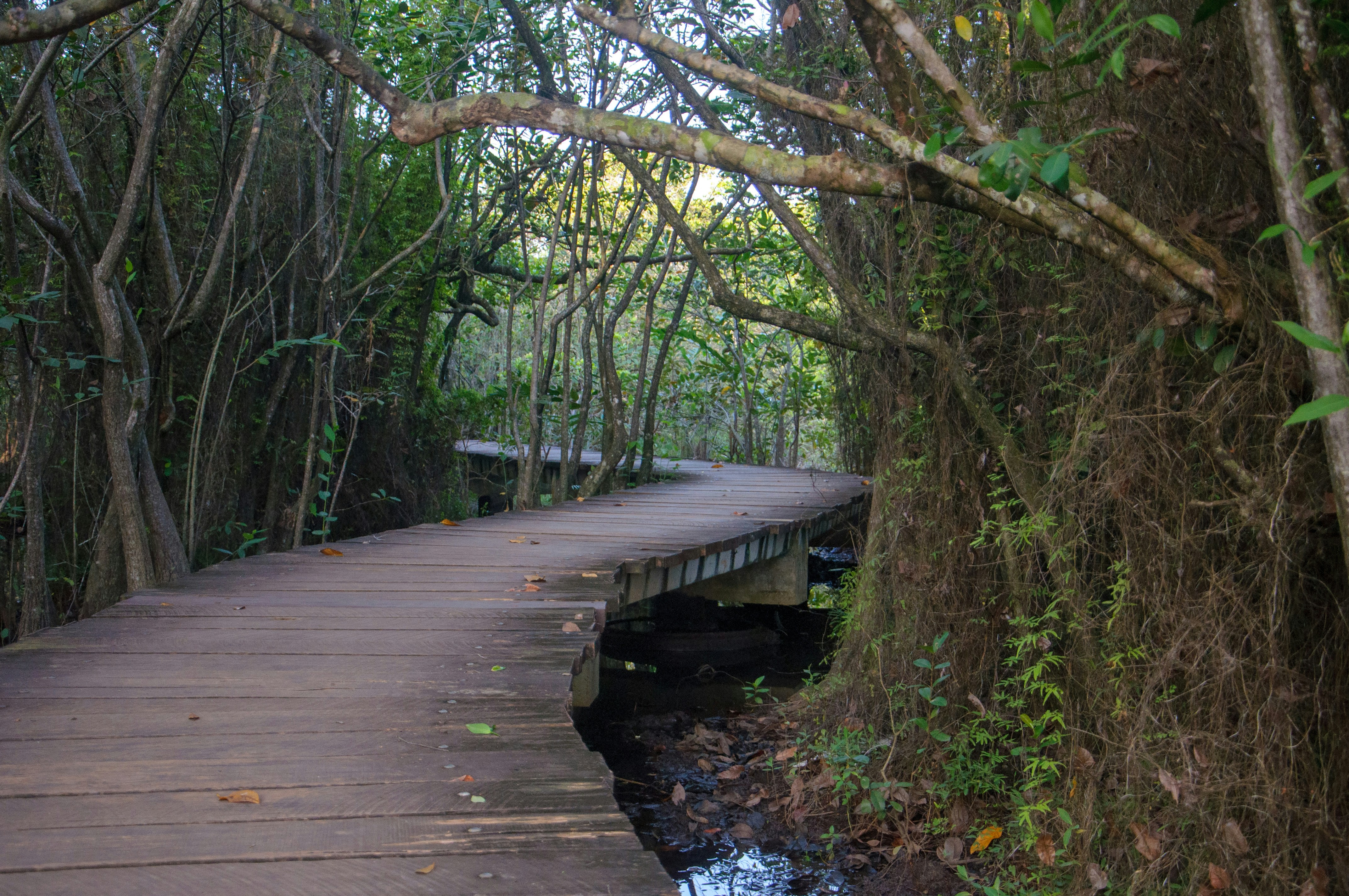 森の中の小川に架かる木製の橋の写真 – Unsplashの冬の無料画像