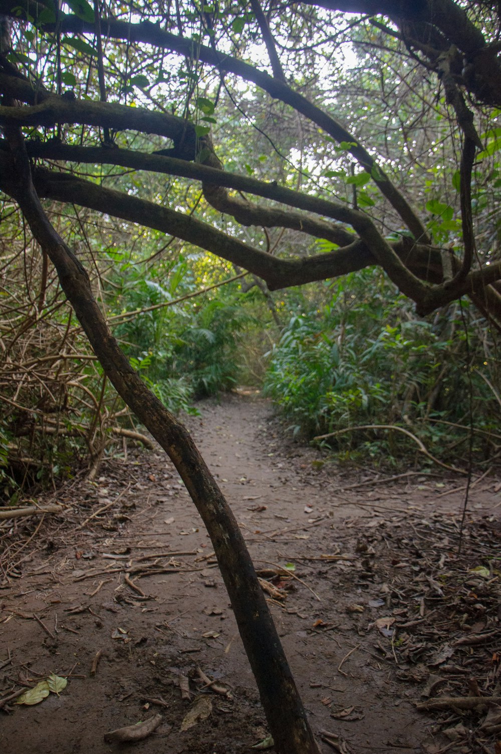 a path in the woods with a tree branch sticking out of it