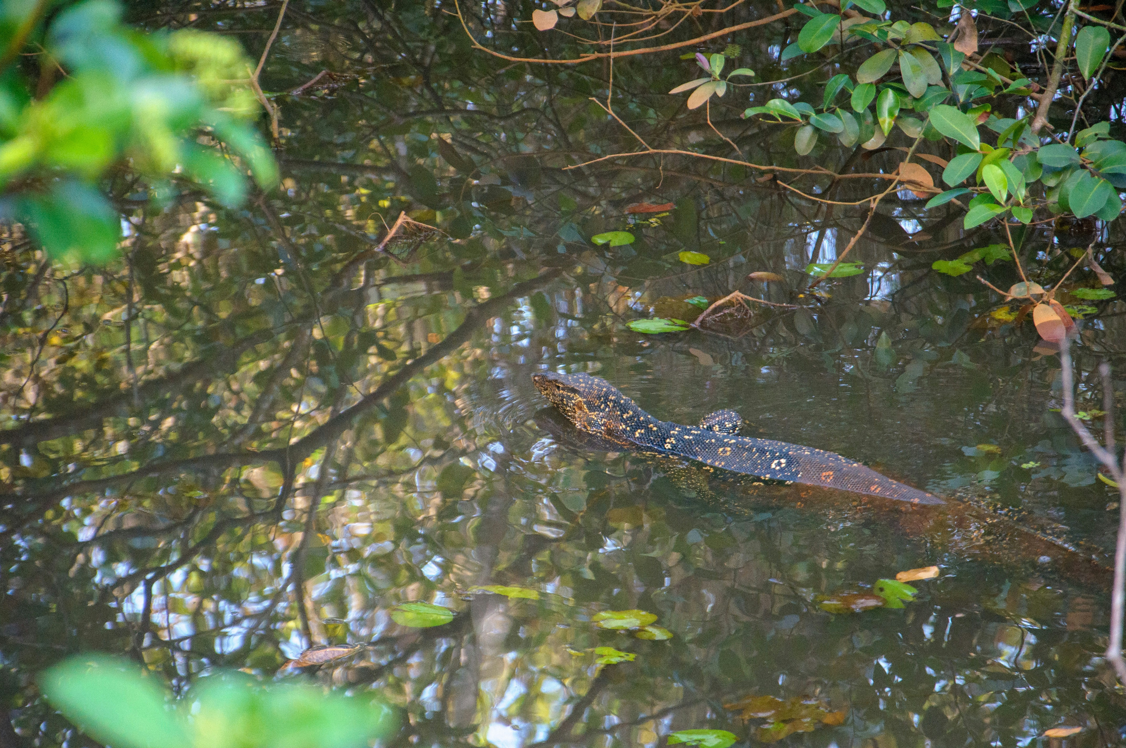 Photo by yanukadeneth99