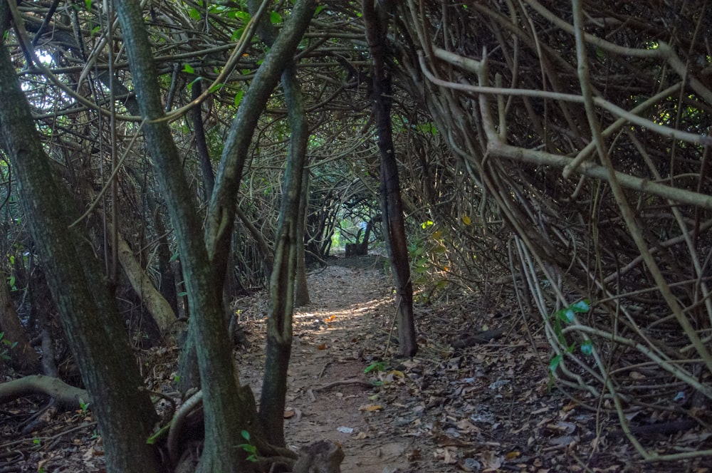 a path in the woods with lots of trees