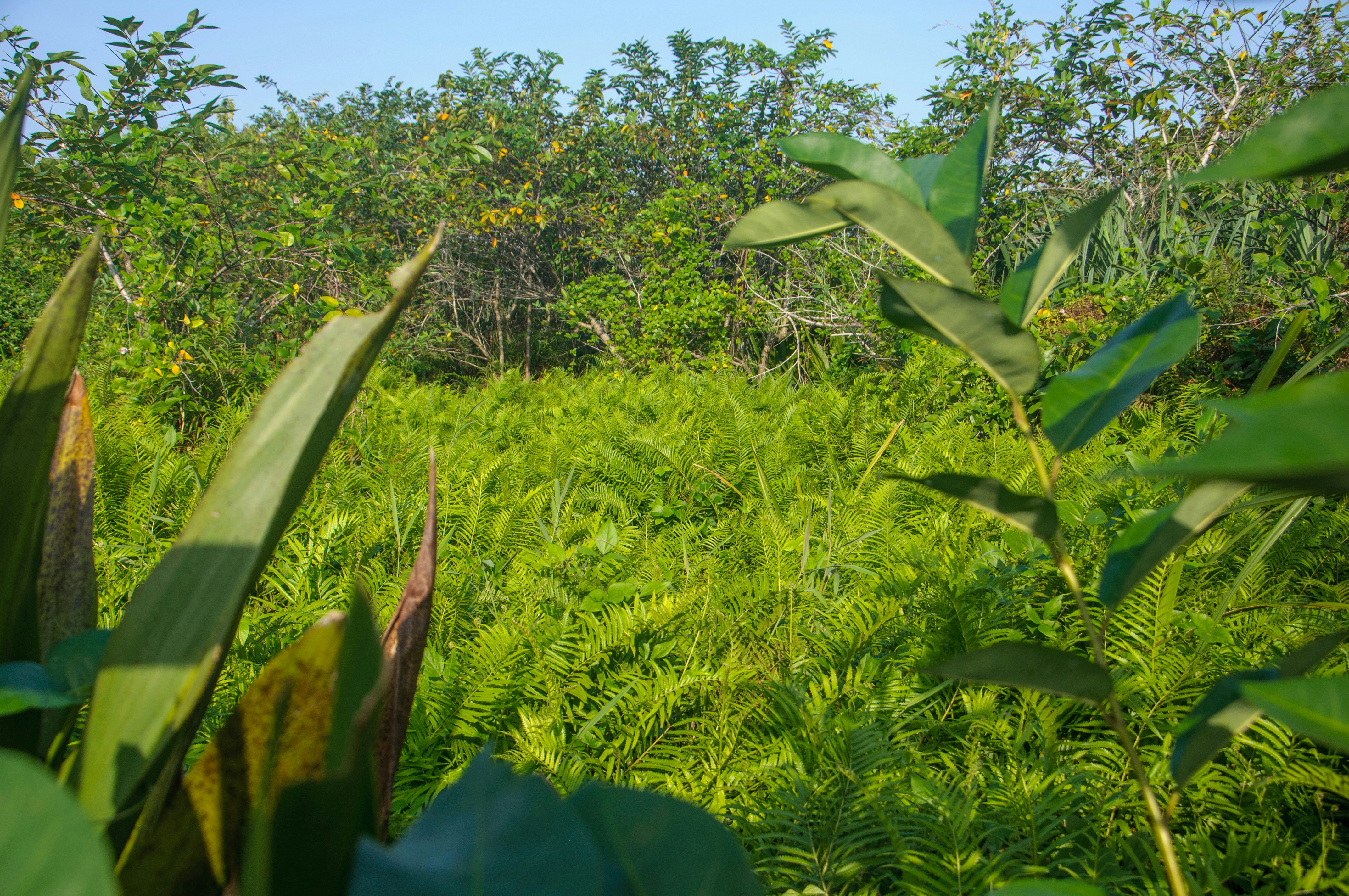 a lush green field with lots of trees in the background