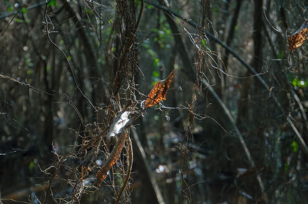 a leaf that is on a tree in the woods