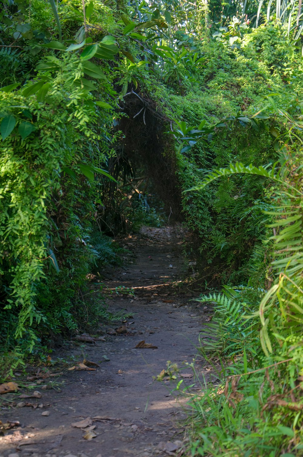 a dirt path surrounded by trees and bushes