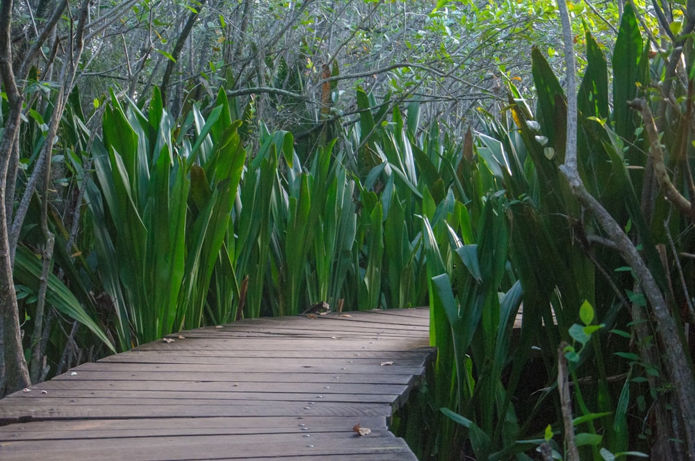 a wooden walkway through a forest filled with green plants