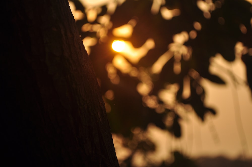 a close up of a tree with the sun in the background