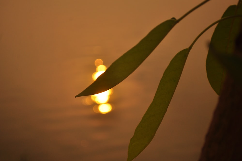 a tree branch with some lights in the background