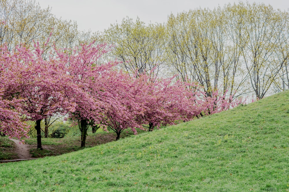 a grassy hill with trees in the background