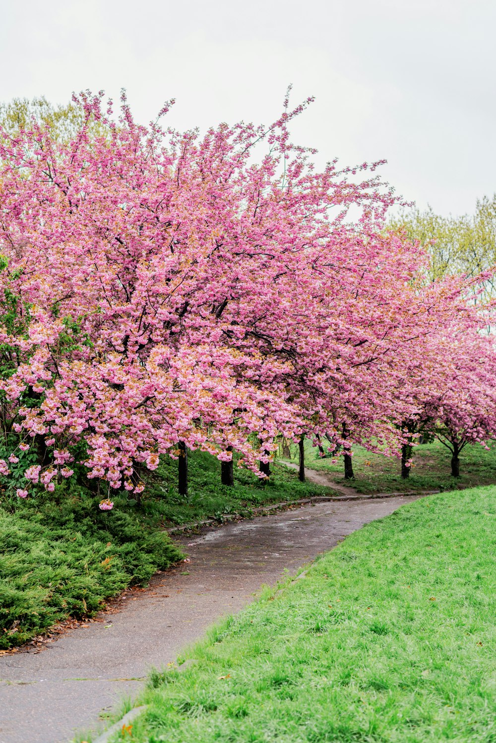 a path lined with pink flowers next to a lush green field