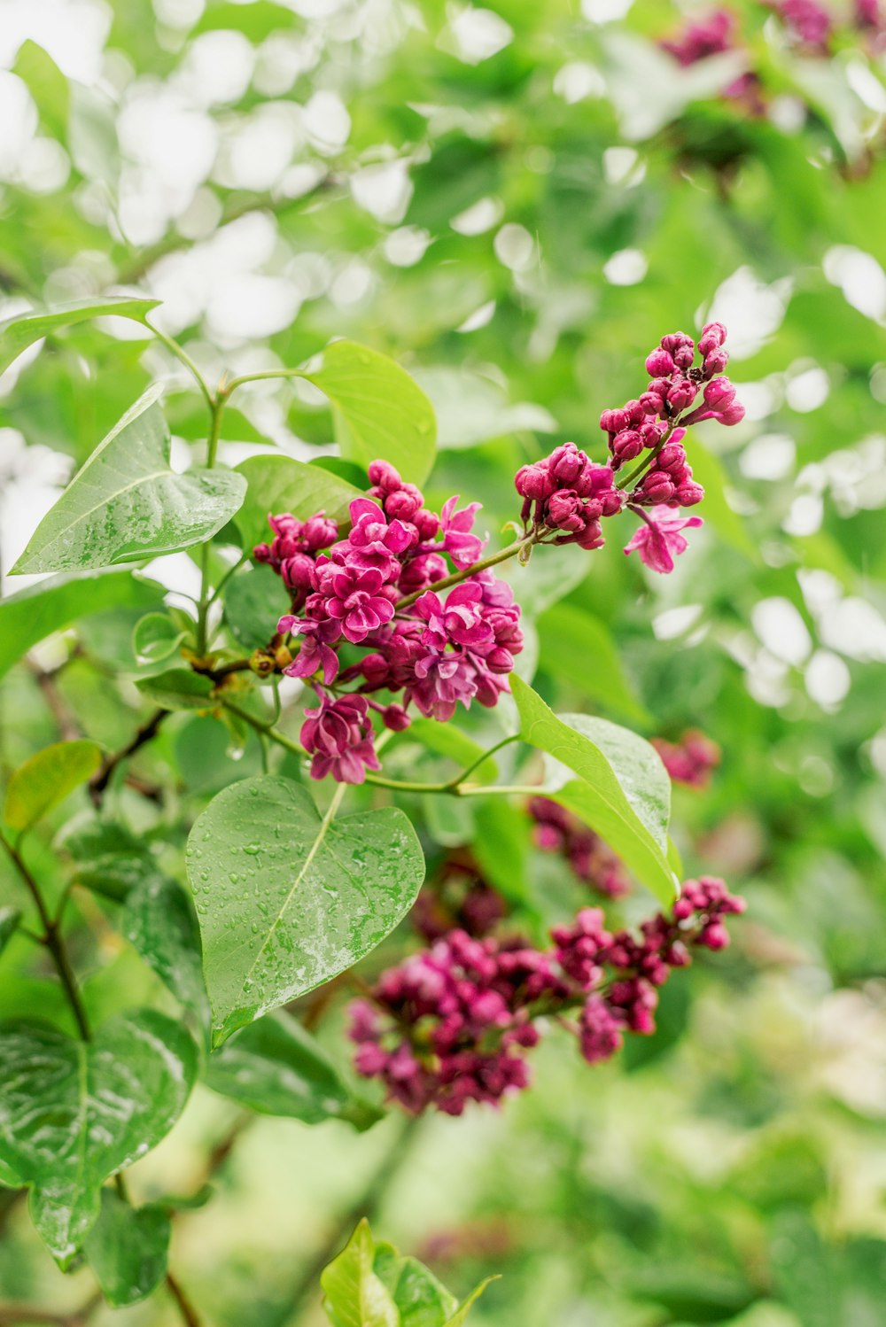 a bunch of flowers that are on a tree