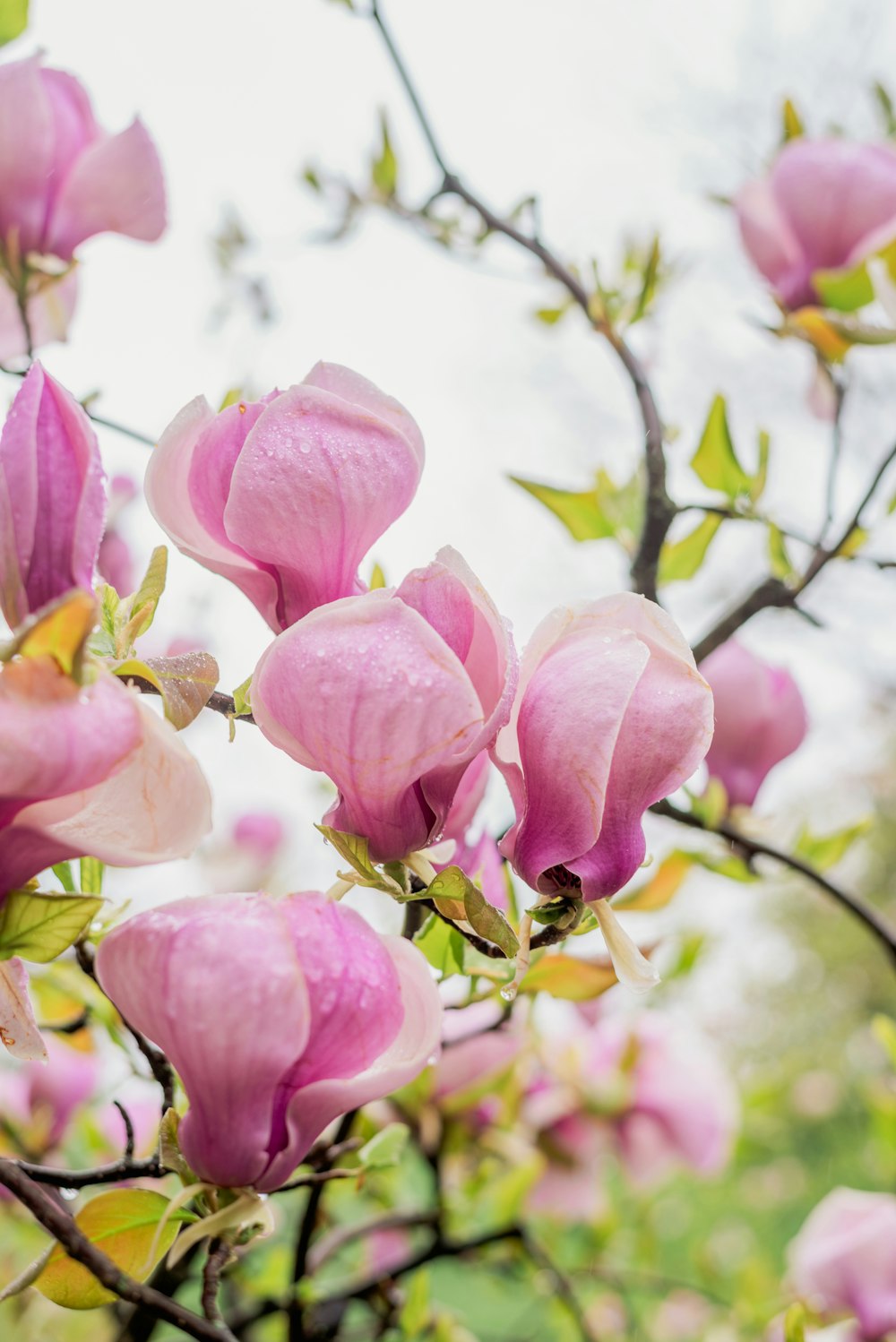 a bunch of pink flowers on a tree