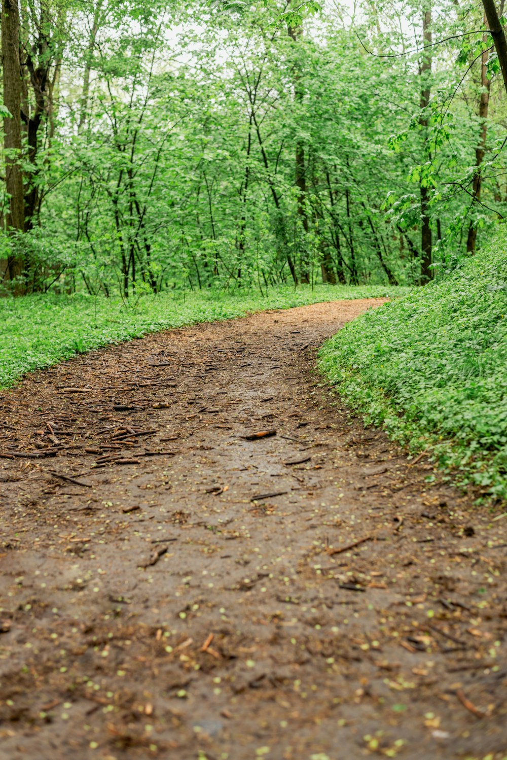 a dirt road in the middle of a forest