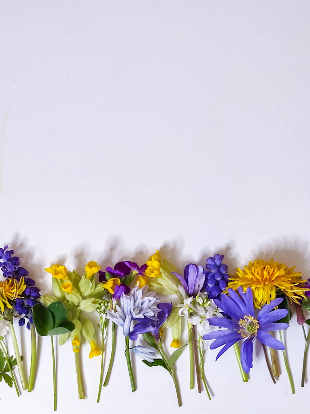 a row of colorful flowers on a white background
