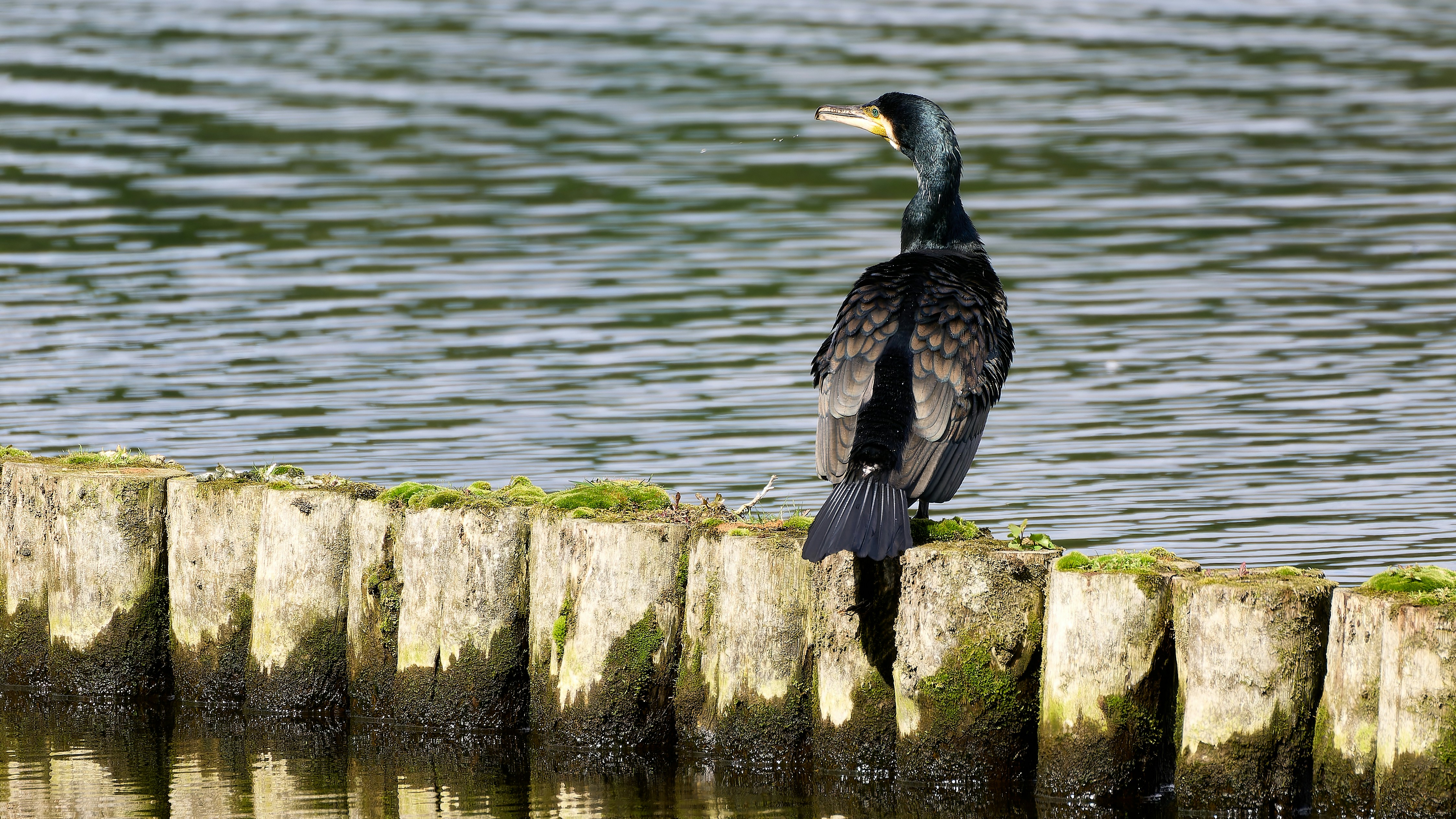 Photo by codingkoala