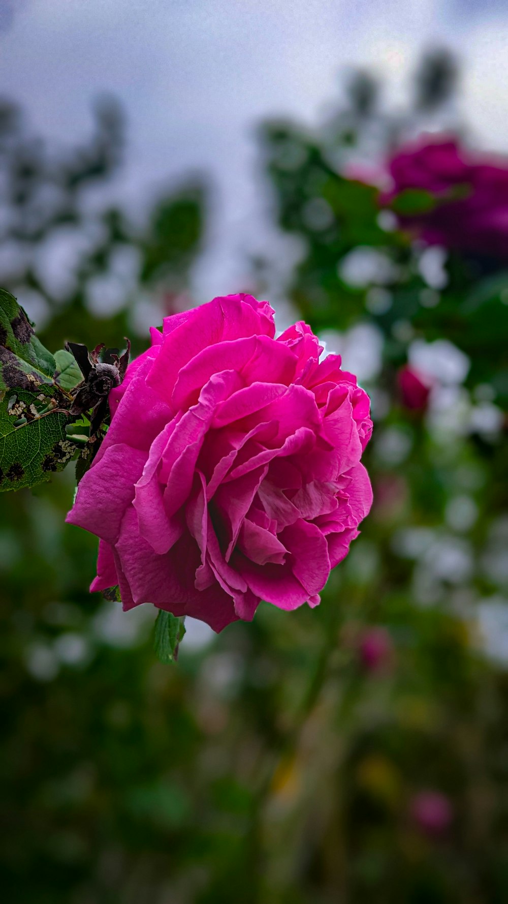 a pink rose is blooming in a garden