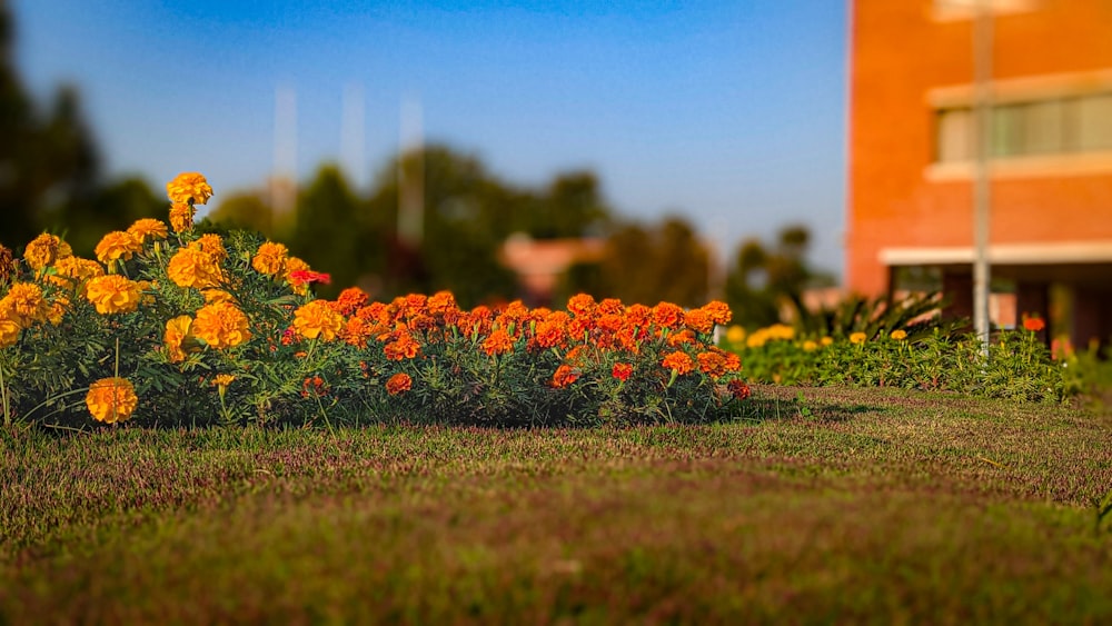 a bunch of flowers that are in the grass