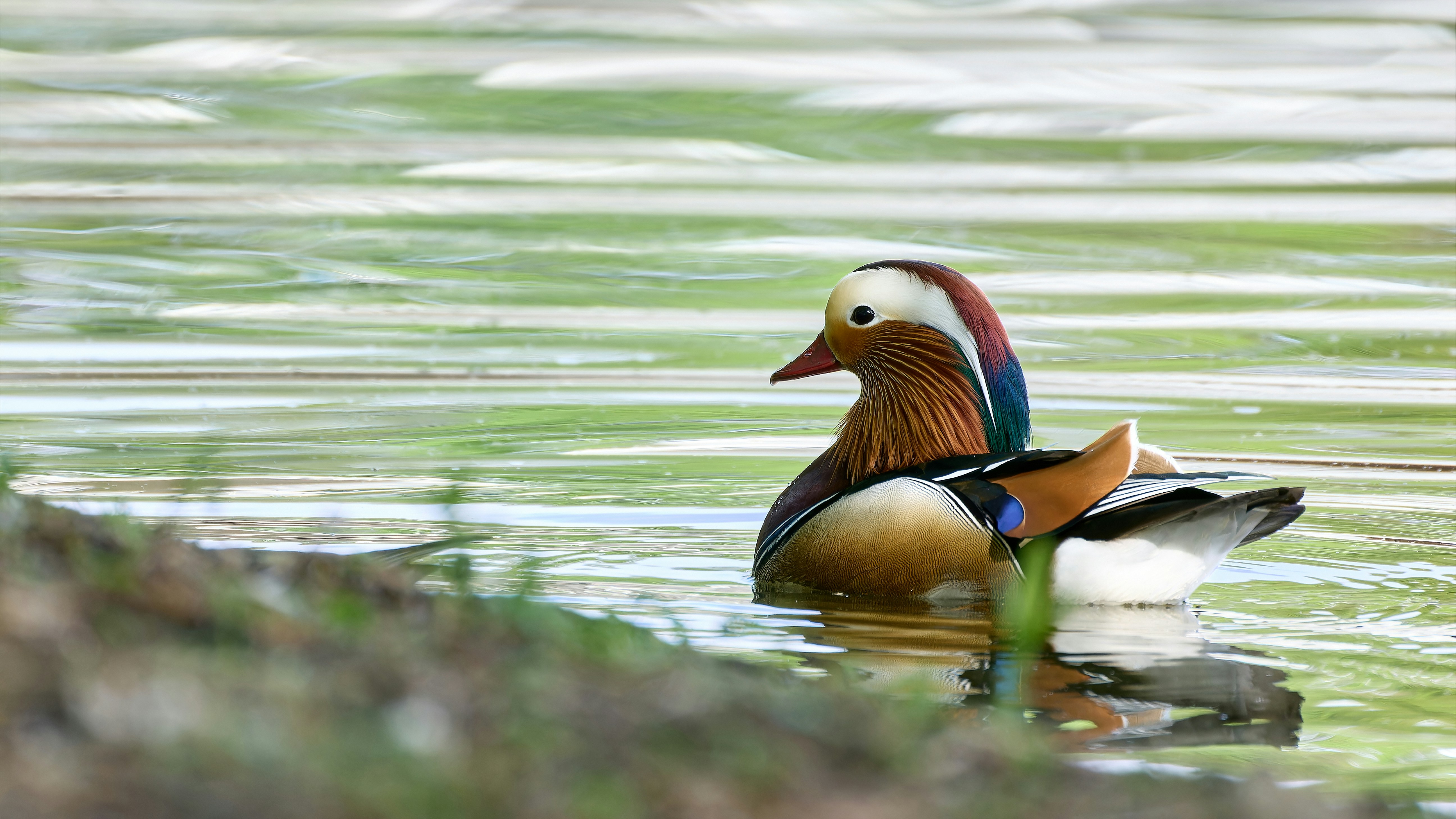 Mandarin