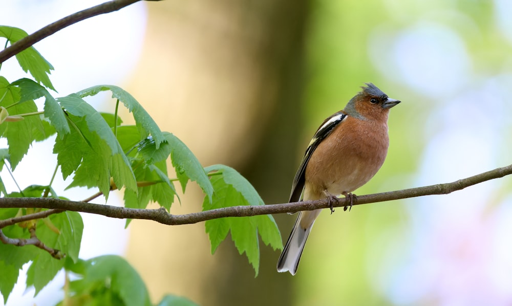 a small bird perched on a tree branch