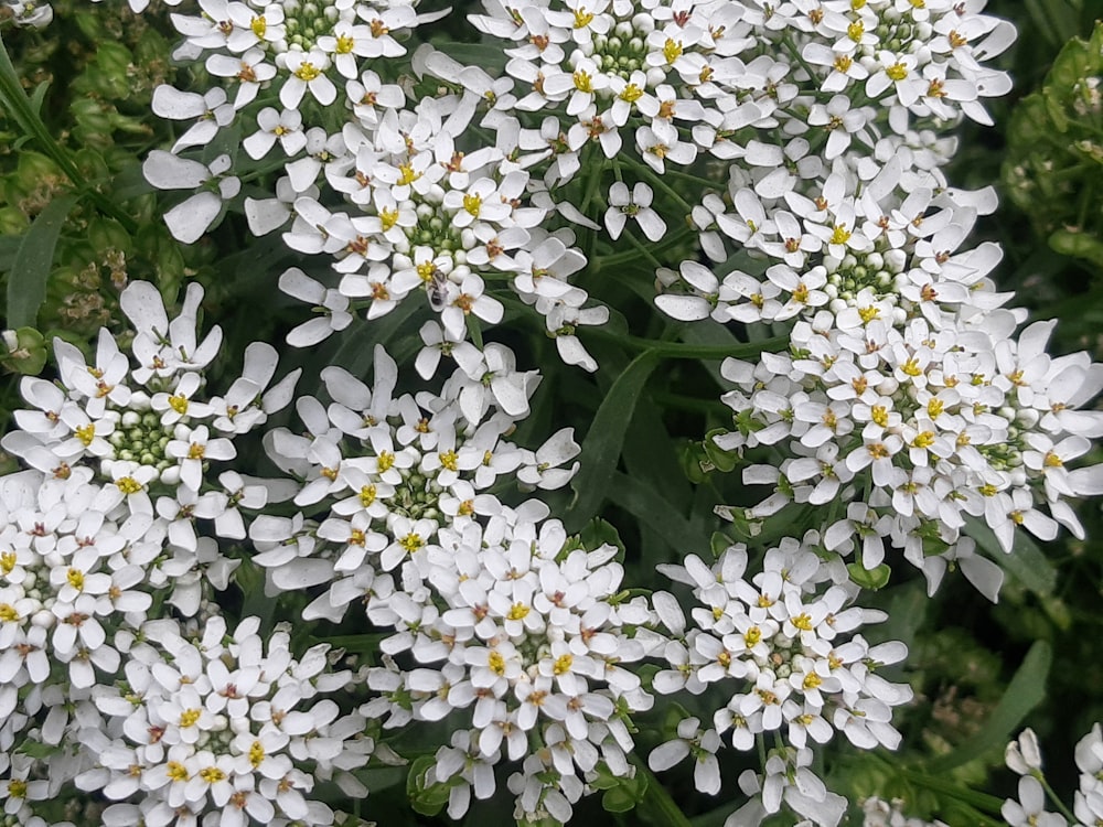 白い花の束の接写