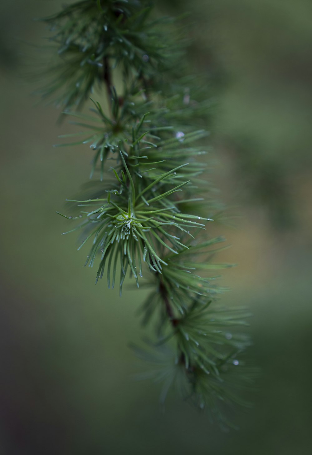 a close up of a pine tree branch