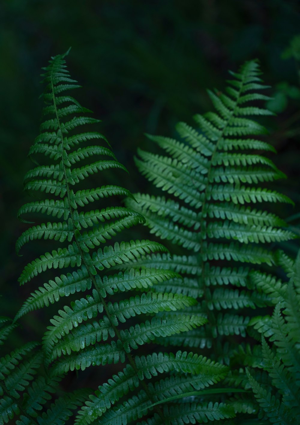 a close up of a green plant with lots of leaves