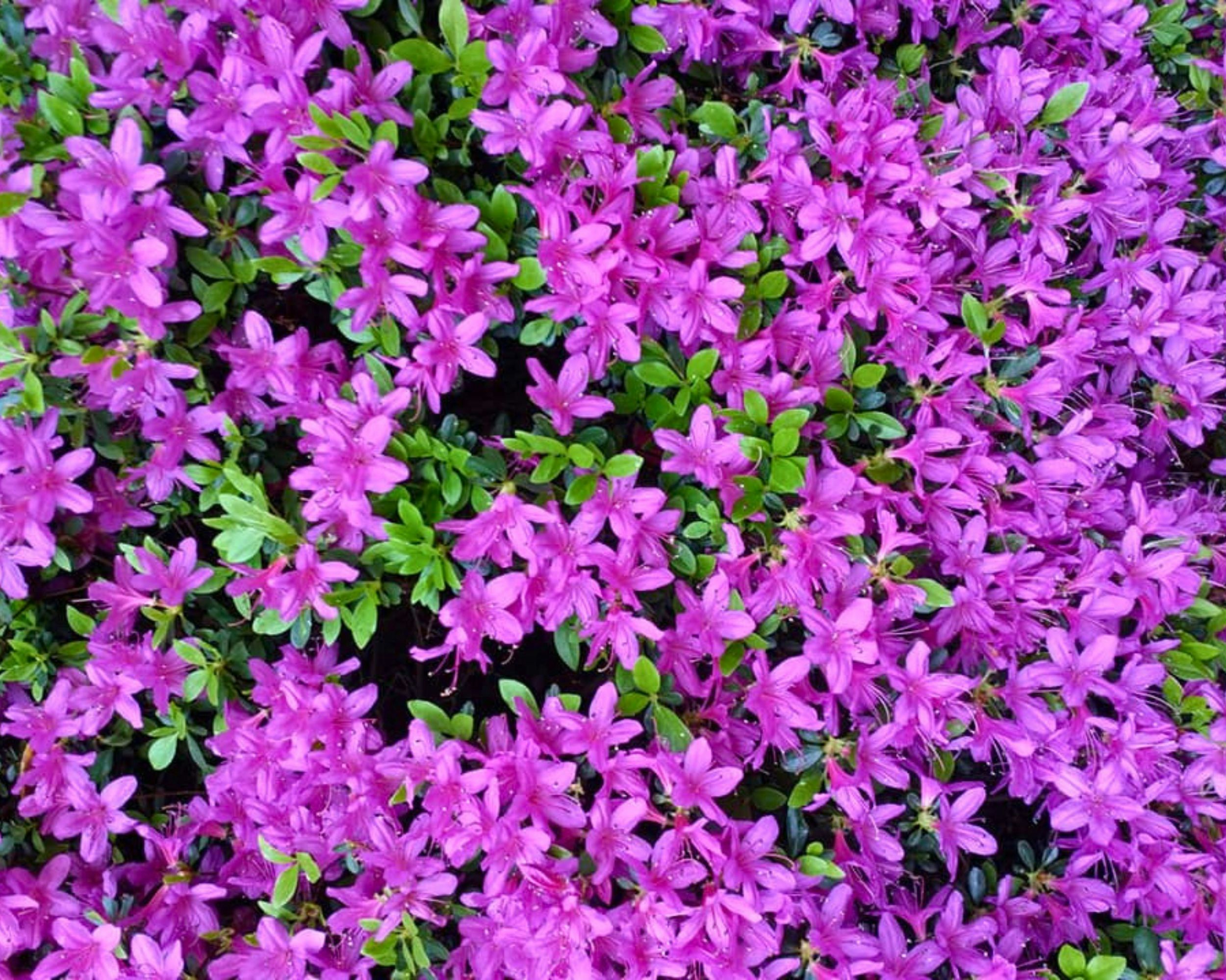 Photo by digitalangel