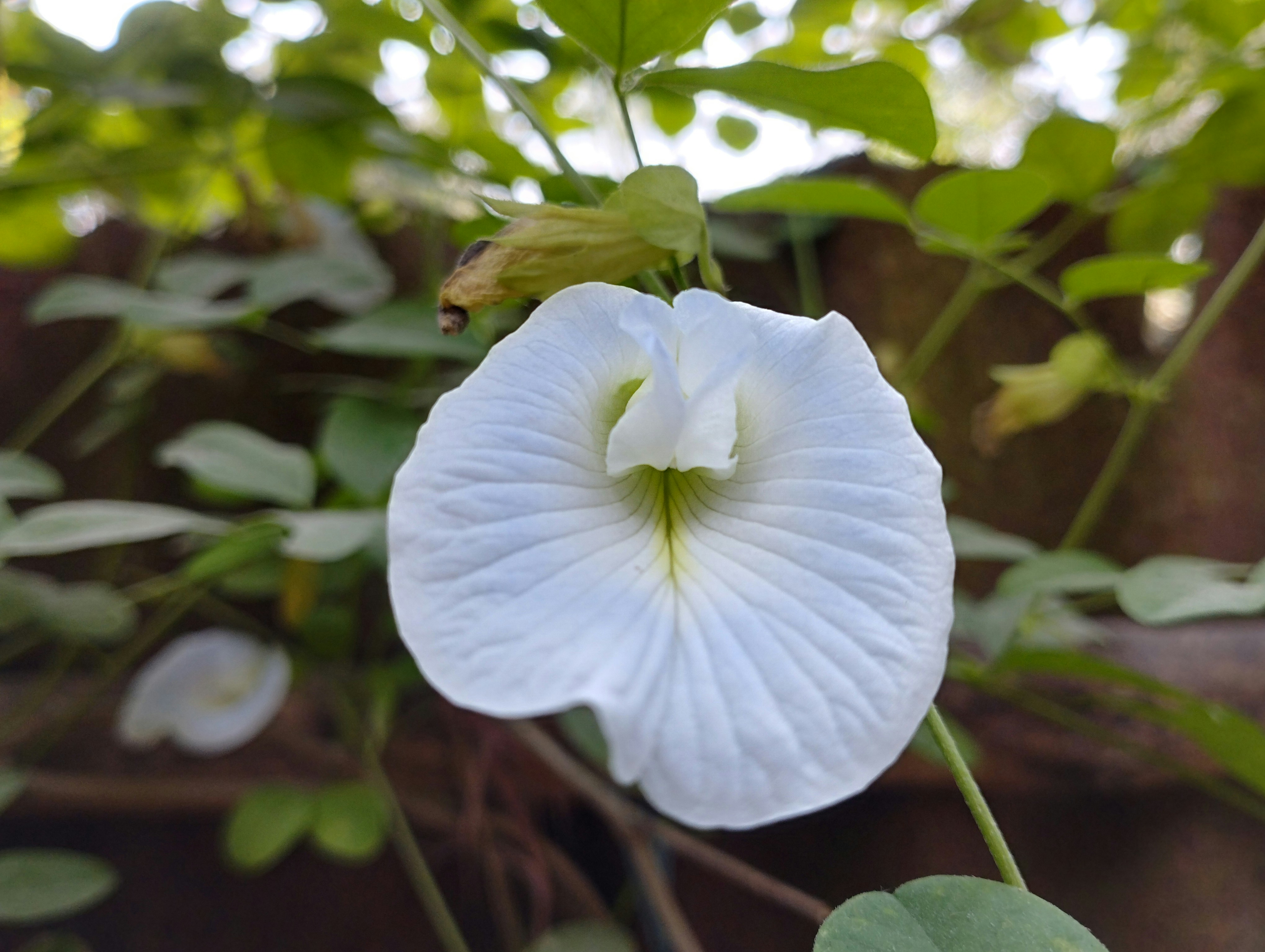 Photo by rabindranathbharman