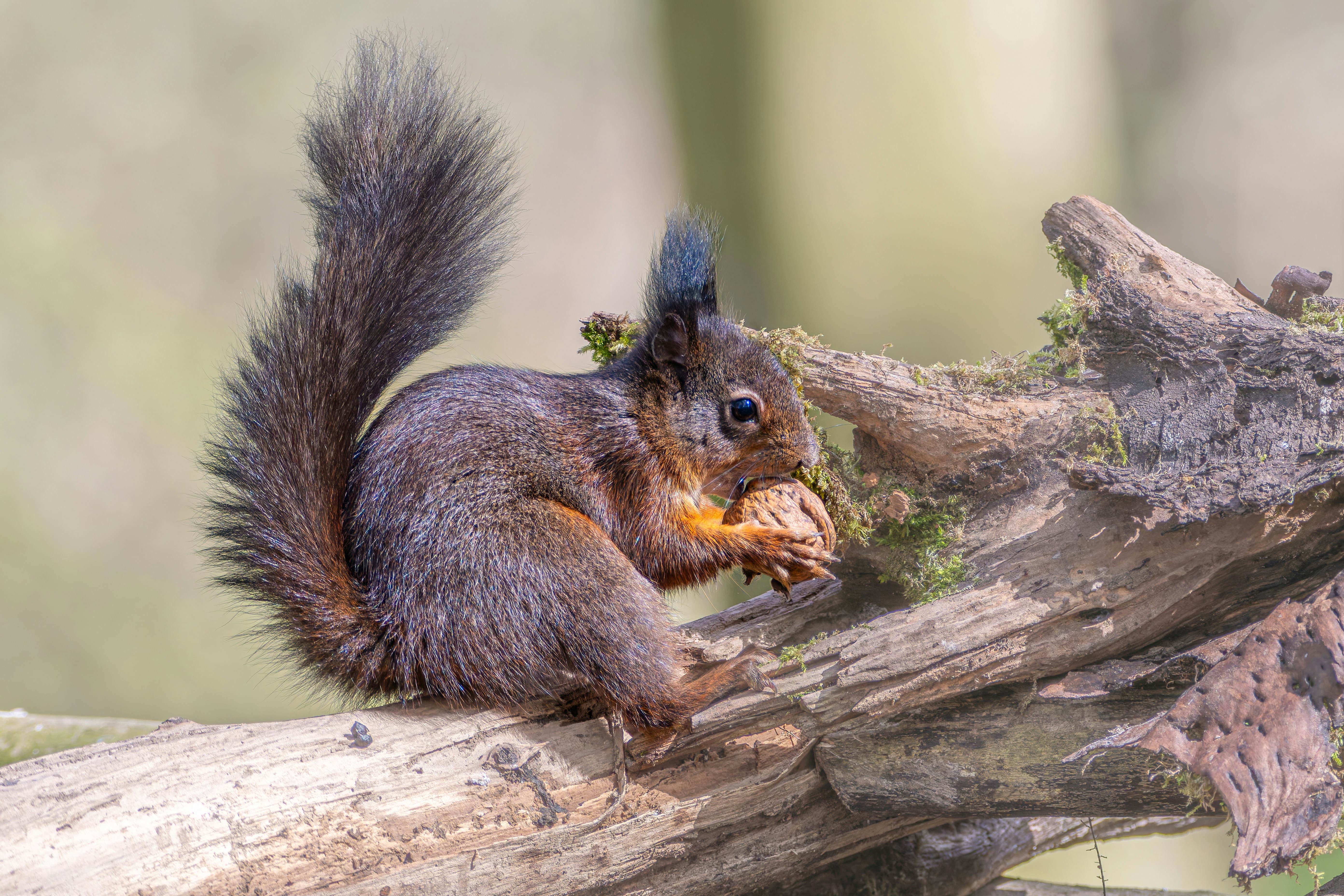 Photo by siegfriedpoepperl