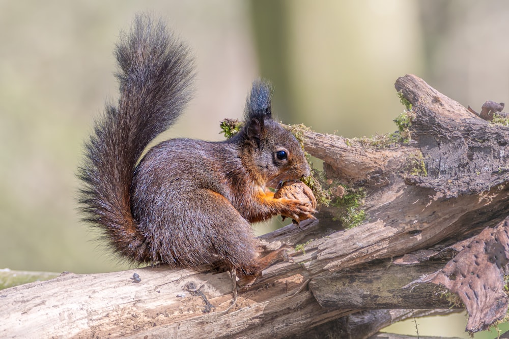 uno scoiattolo che mangia un pezzo di cibo sul ramo di un albero