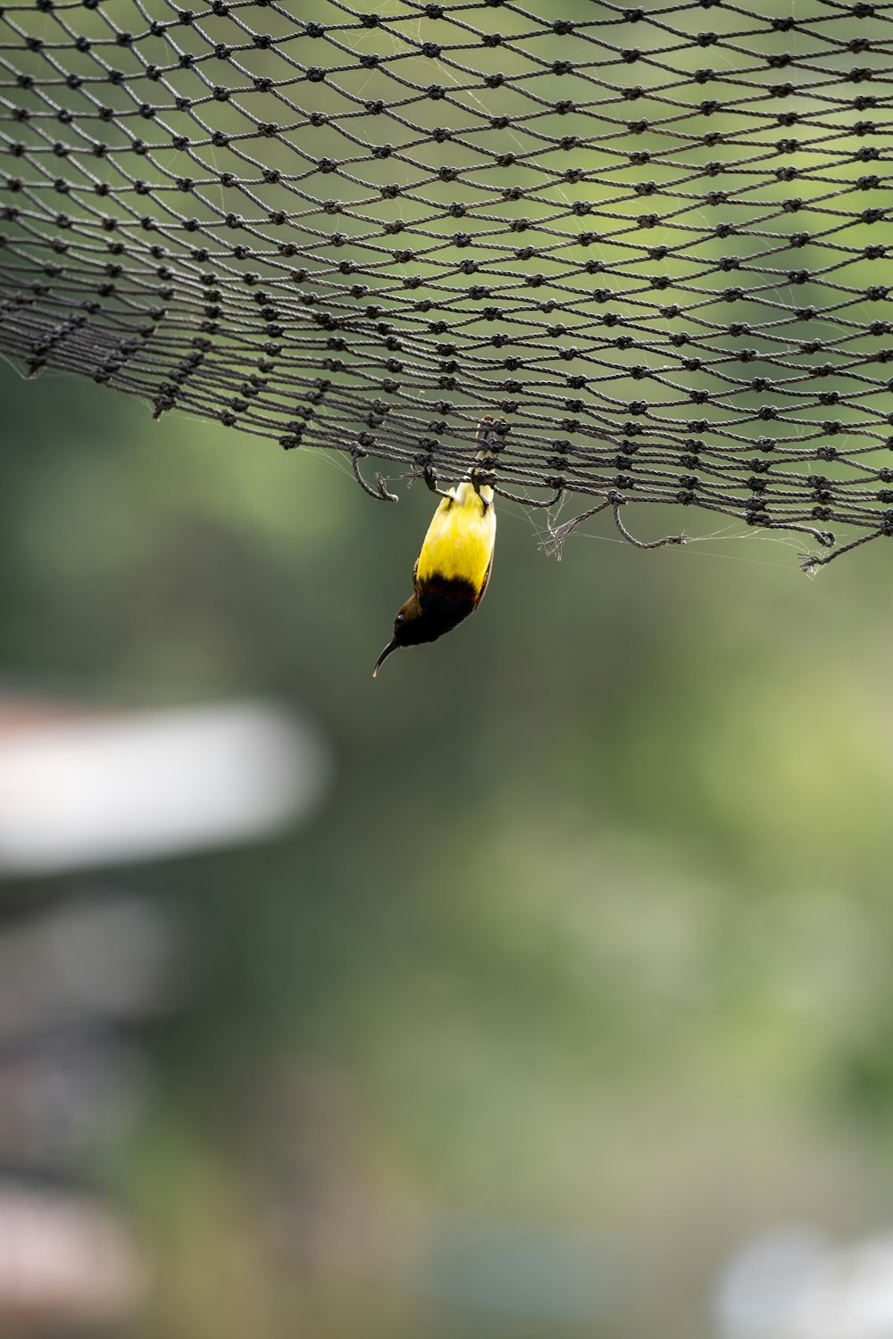 a yellow and black bird sitting on top of a net