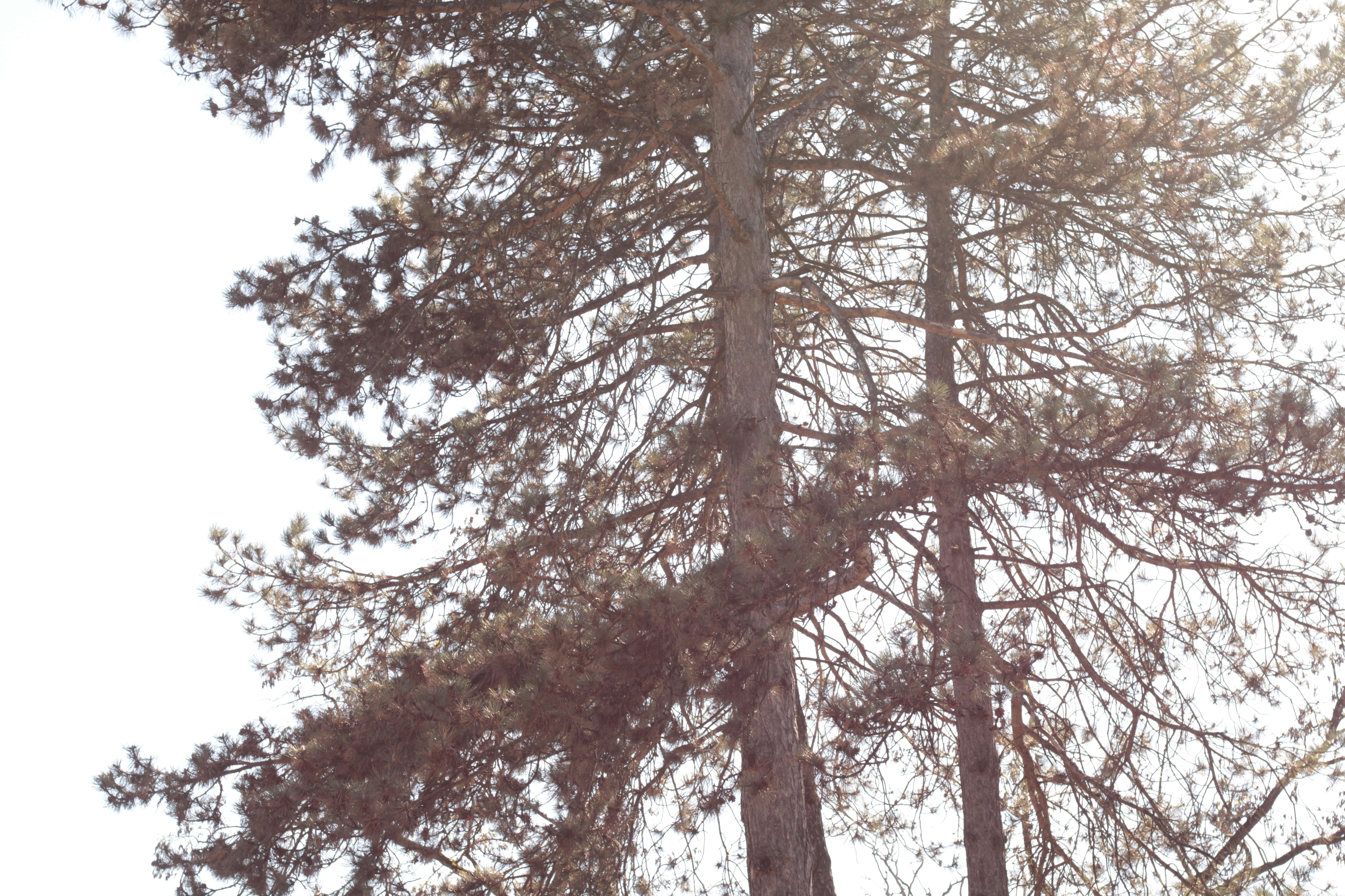 Photo by thorai9akira