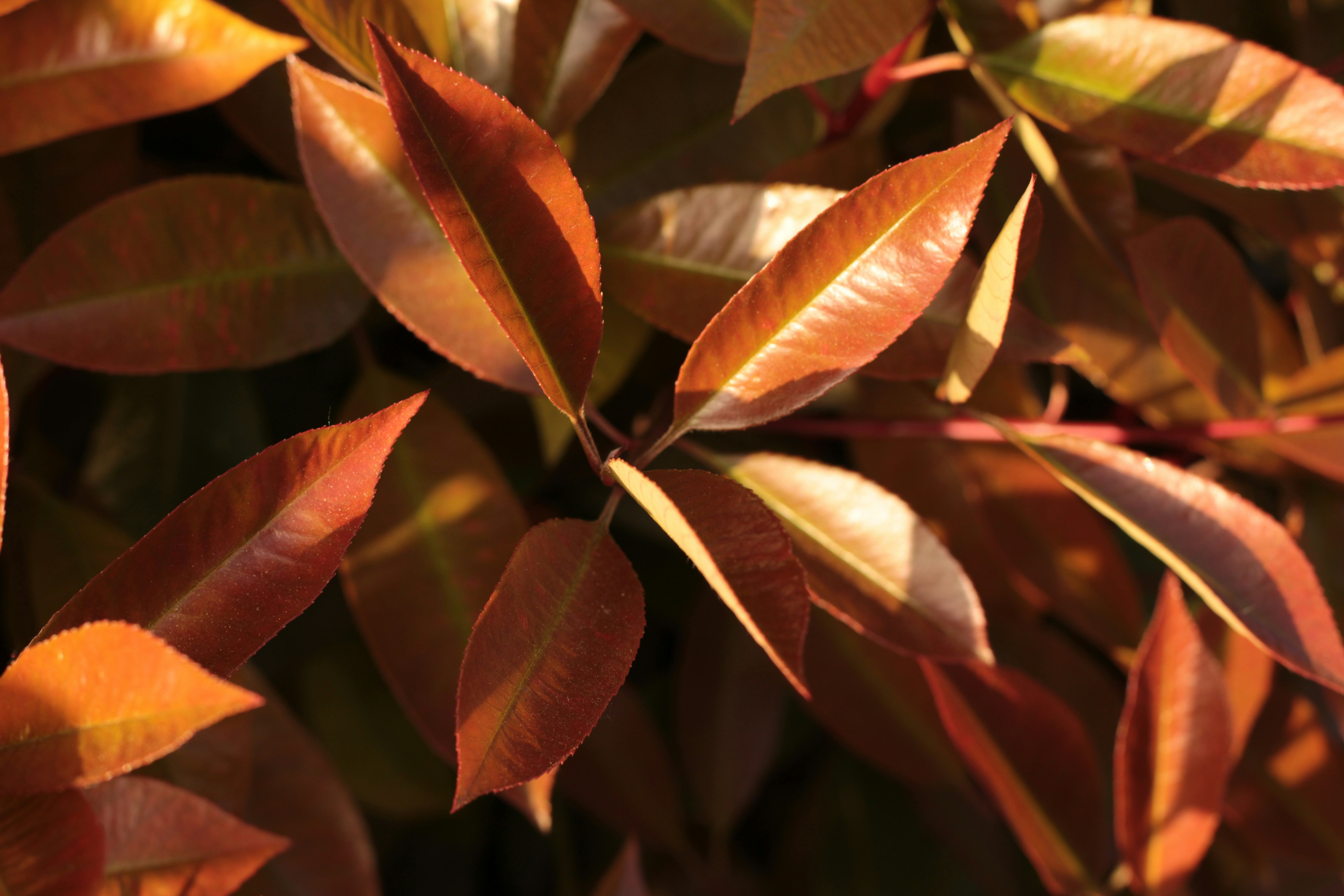 Photo by thorai9akira