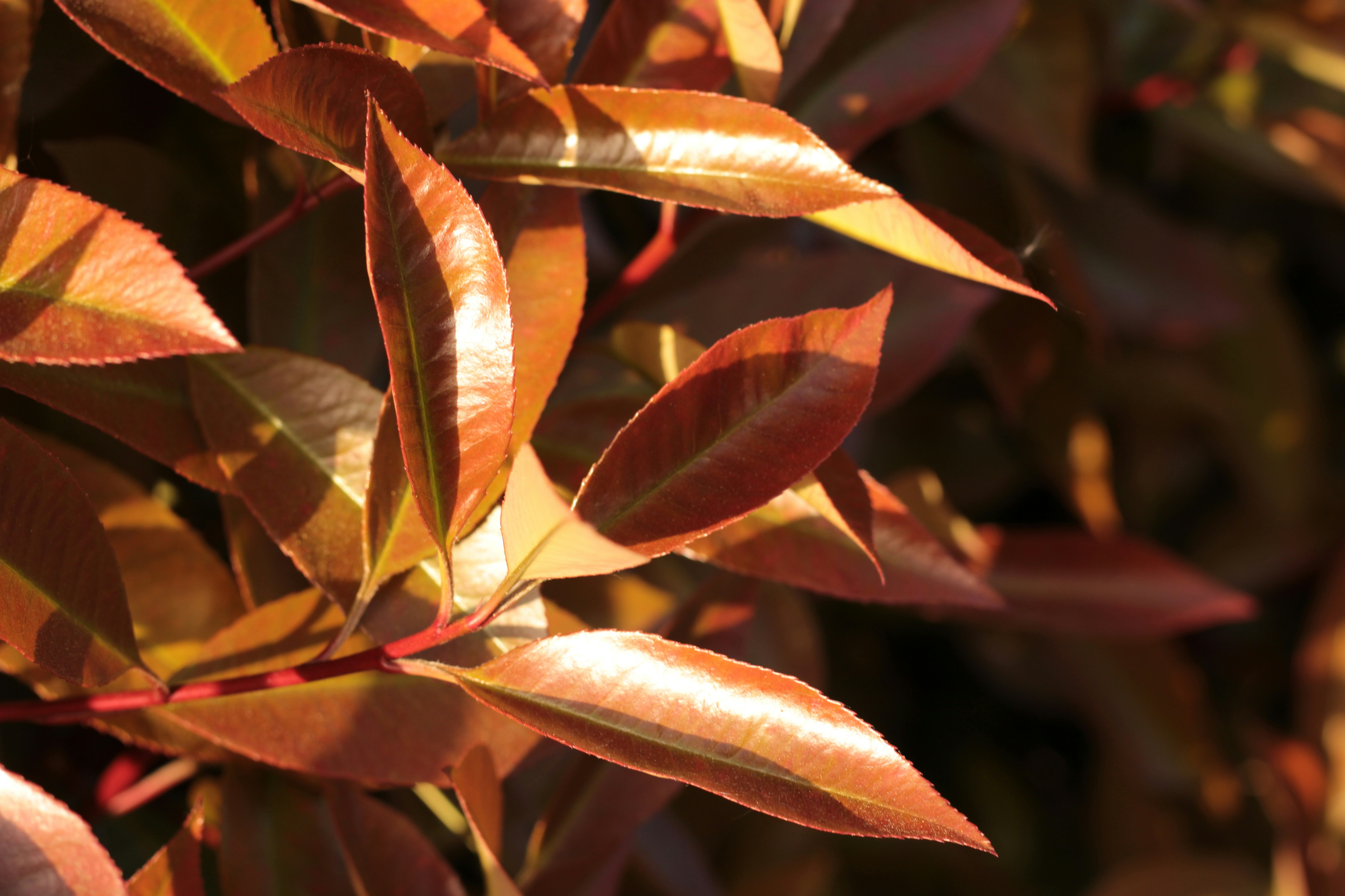 Photo by thorai9akira