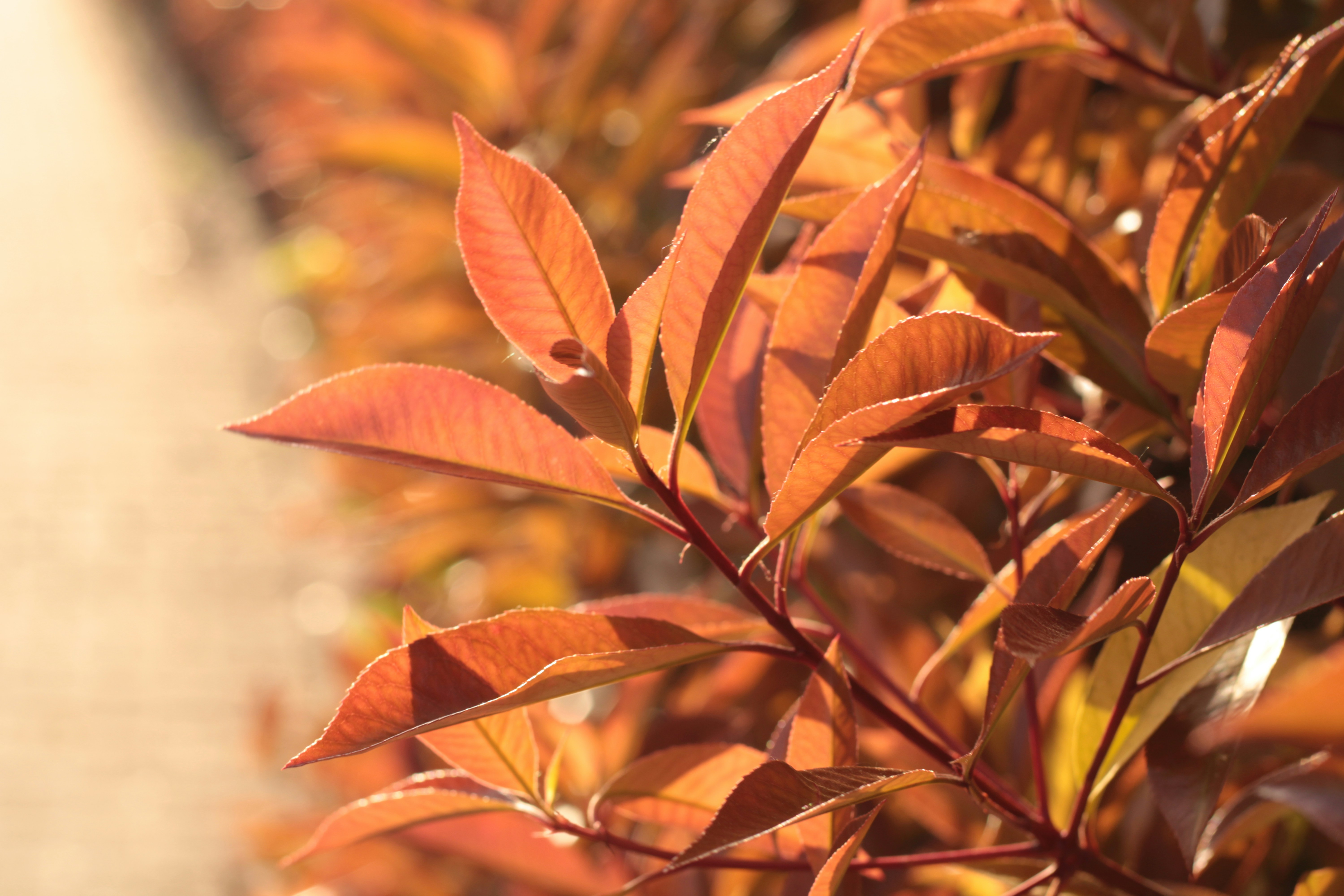 Photo by thorai9akira