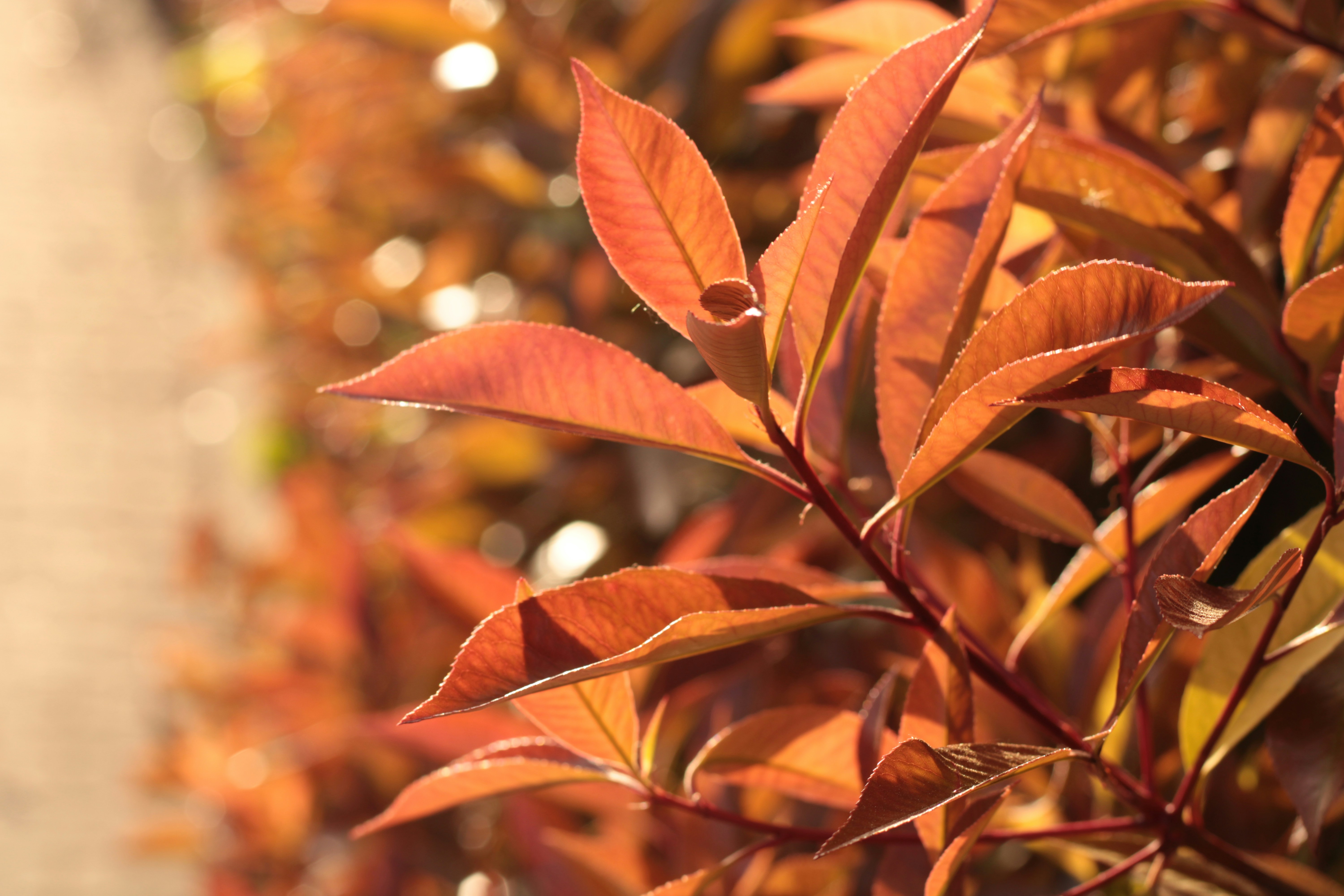 Photo by thorai9akira