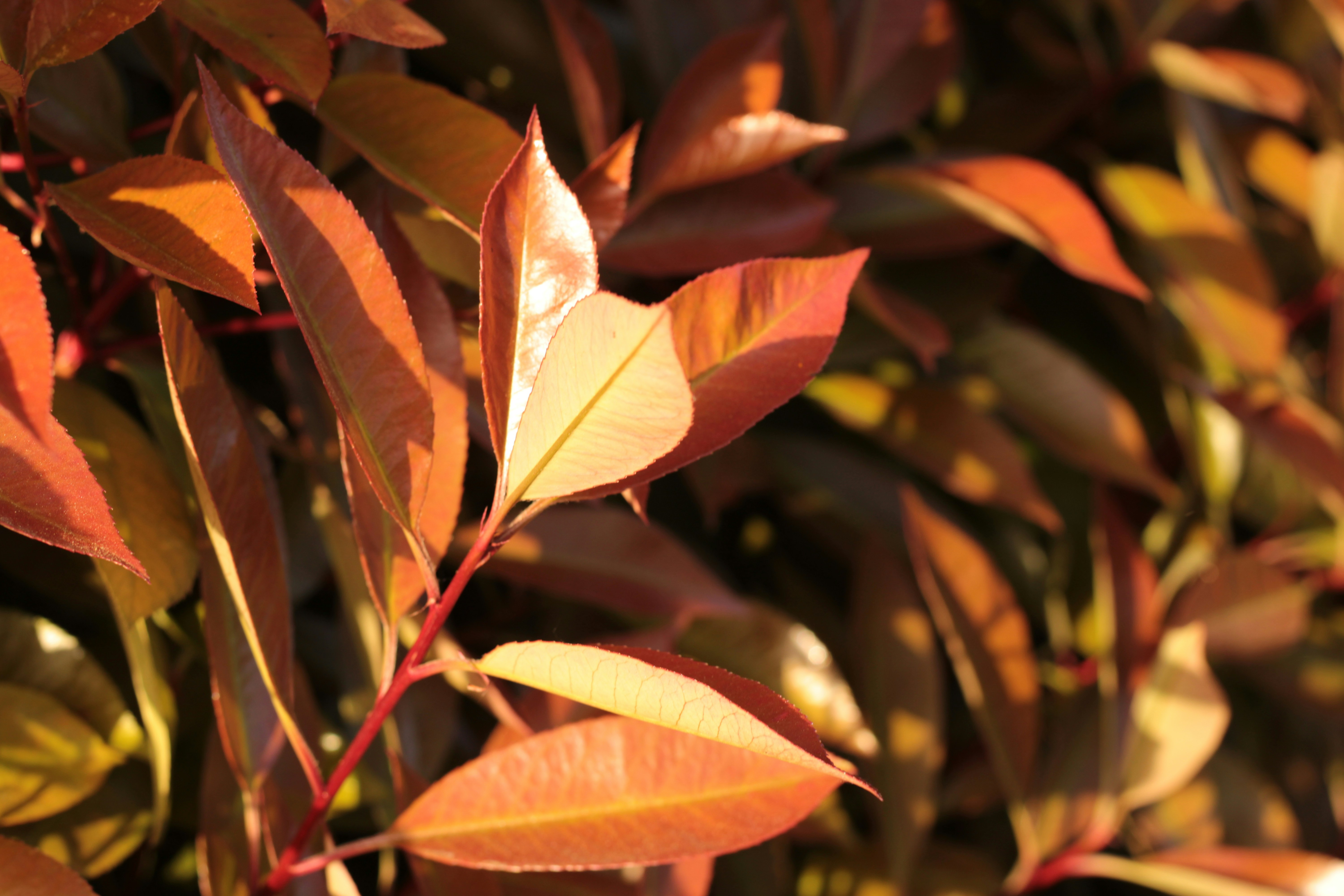 Photo by thorai9akira