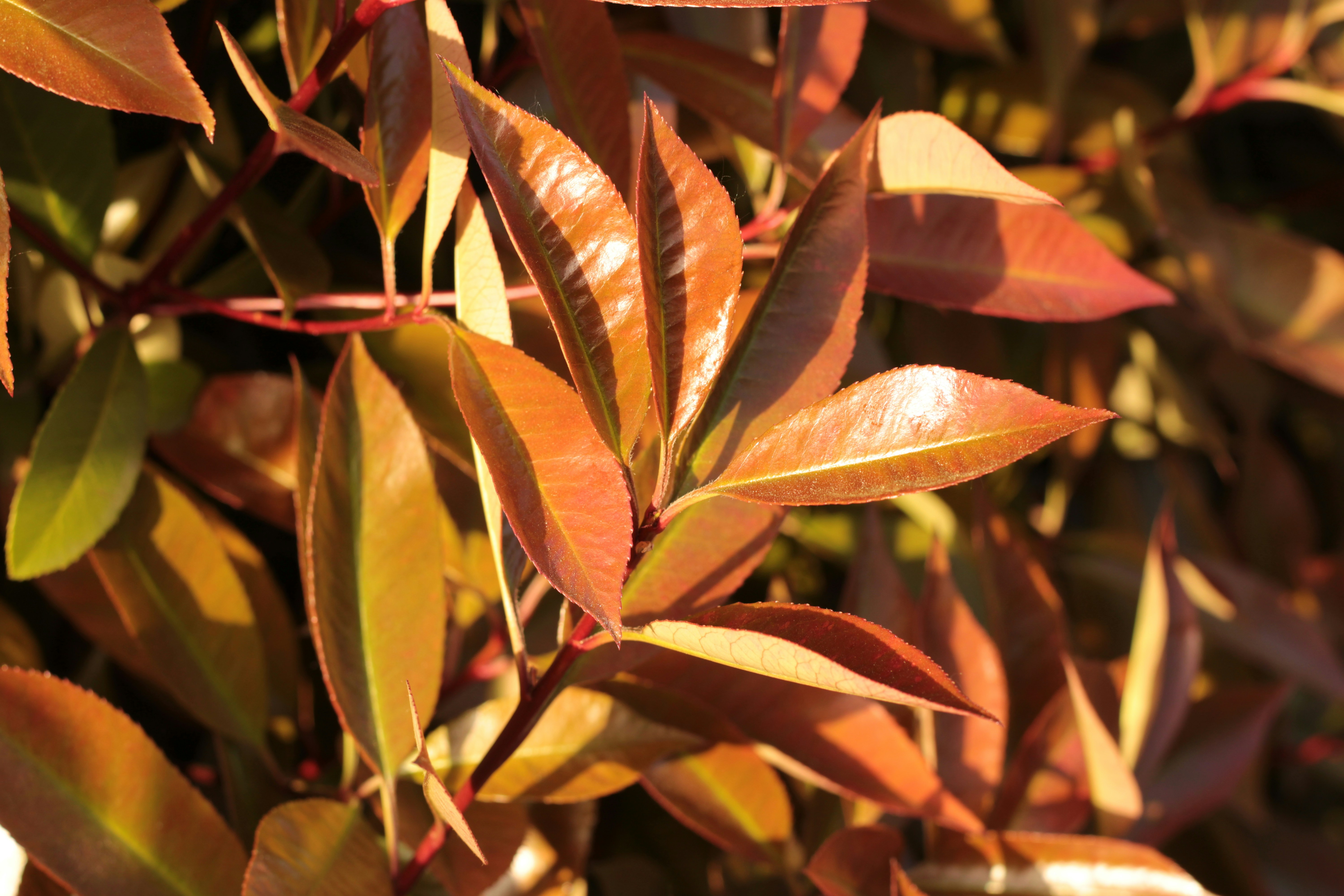 Photo by thorai9akira