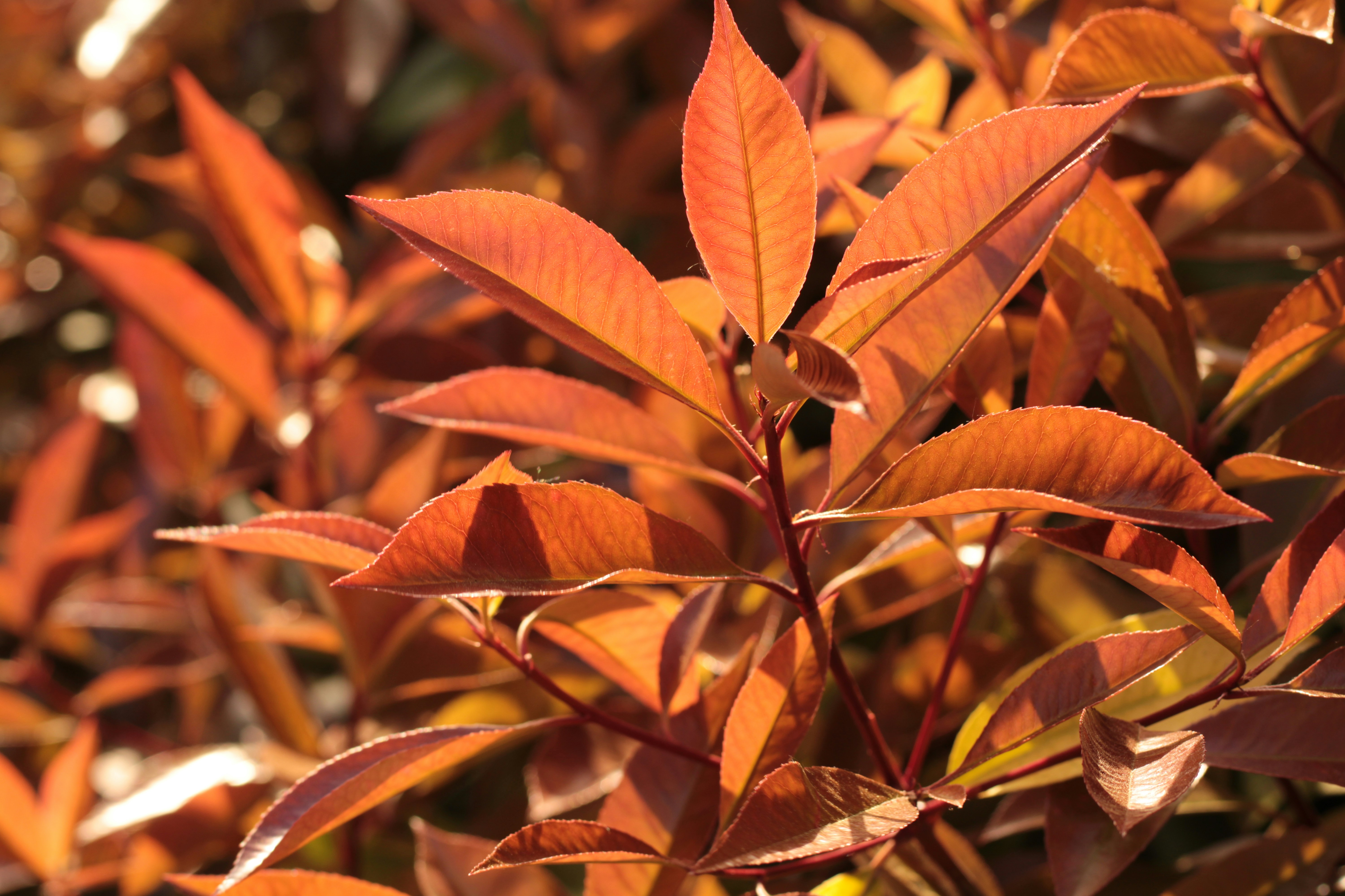 Photo by thorai9akira